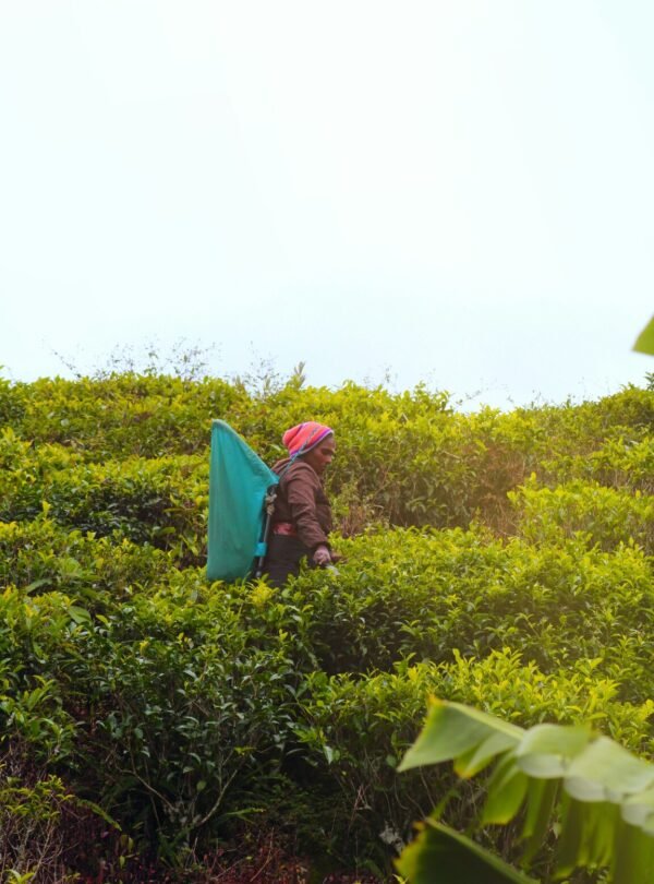 Scenic tea plantations in Nuwara Eliya during a private guided tour with SriLankaDriversAndGuide