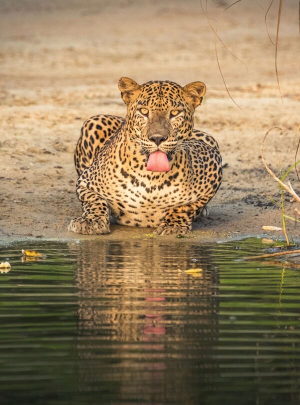Private leopard safari in Yala National Park with Sri Lanka’s top-rated tour guides and chauffeur service